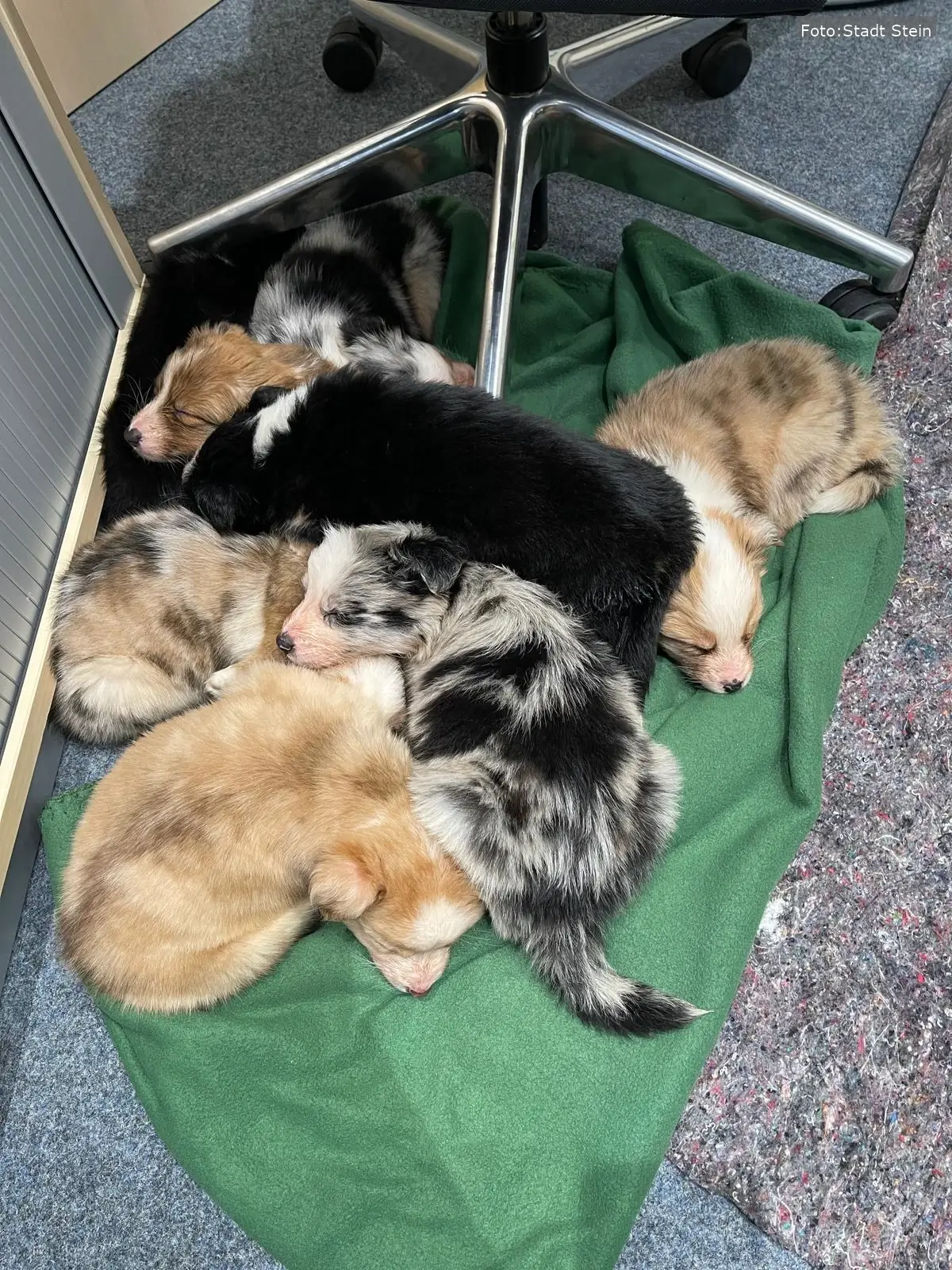 Eine engagierte Rettungsaktion führte dazu, dass eine Hündin und ihre acht Welpen nach einer monatelangen Odyssee wieder sicher nach Hause zurückkehren konnten.