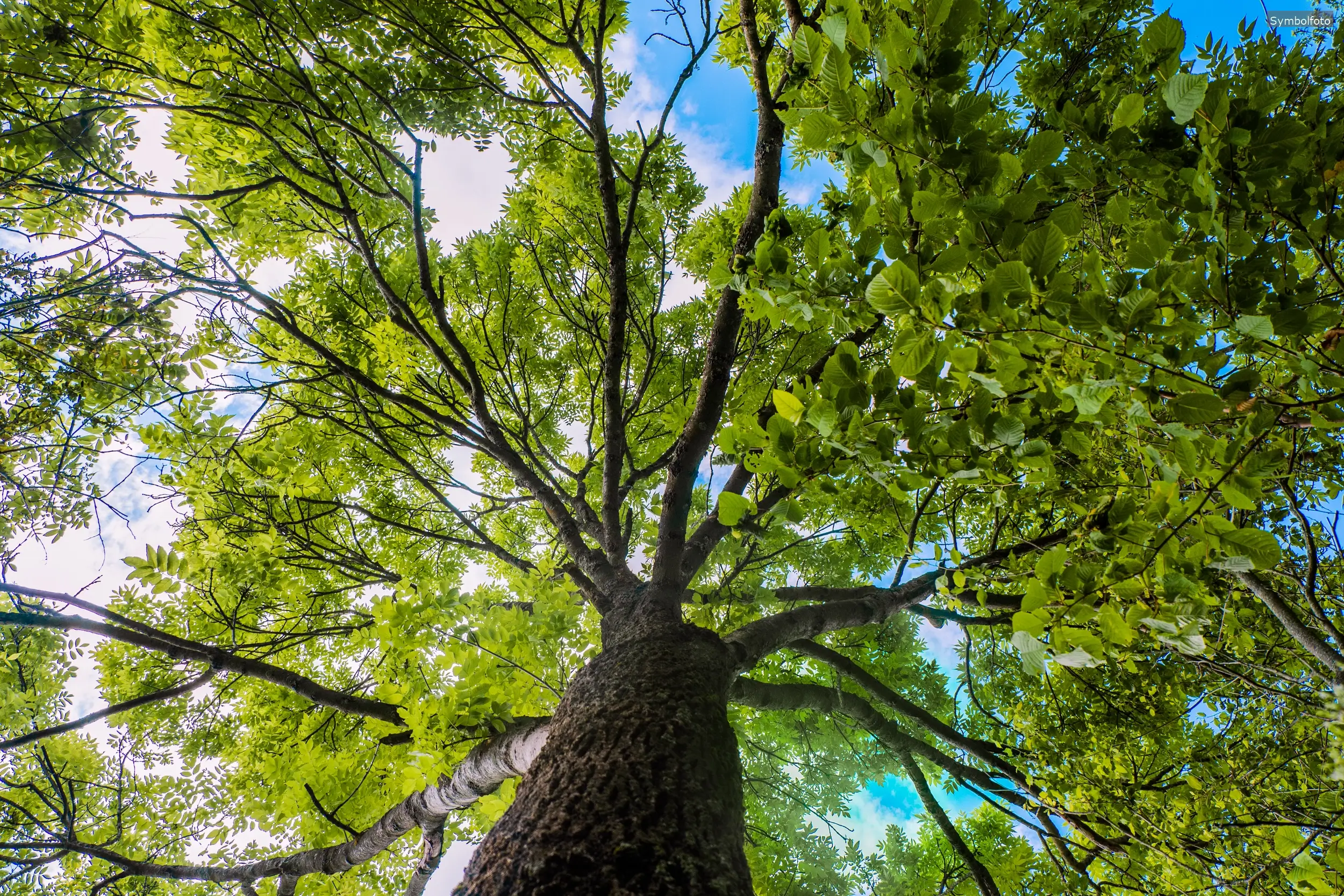 Ein Baum in einer urbanen Umgebung, der Schatten spendet und zur Verbesserung des Stadtklimas beiträgt.
