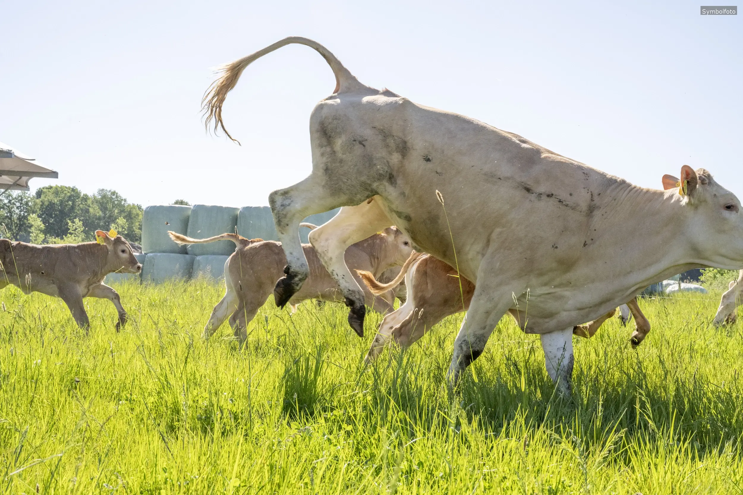Entlaufenes Kalb im Tuchenbacher Wald: Besitzer bittet um Mithilfe