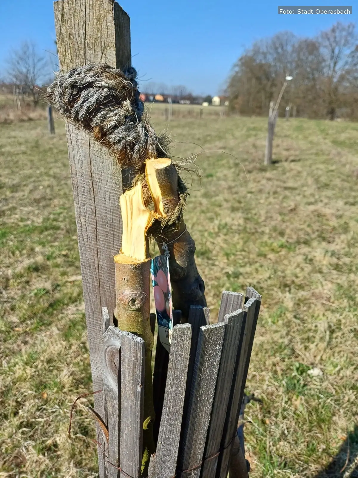 Unfassbarer Vandalismus in Oberasbach: Streuobstwiese mutwillig zerstört