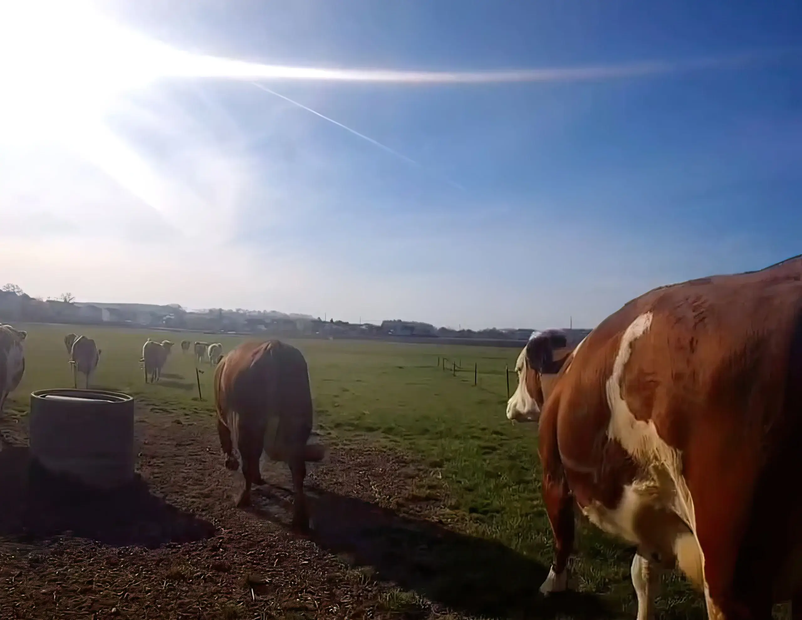Frühling in Oberasbach – und auf dem Milchbauernhof Kleinlein beginnt die Weidesaison.