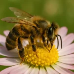Auf Spurensuche: Wildbienen im Fürther Südstadtpark entdecken