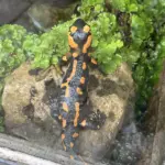 Ein Jahrhundert Naturerlebnis: Jubiläumsfest im Freiland-Aquarium und -Terrarium Stein