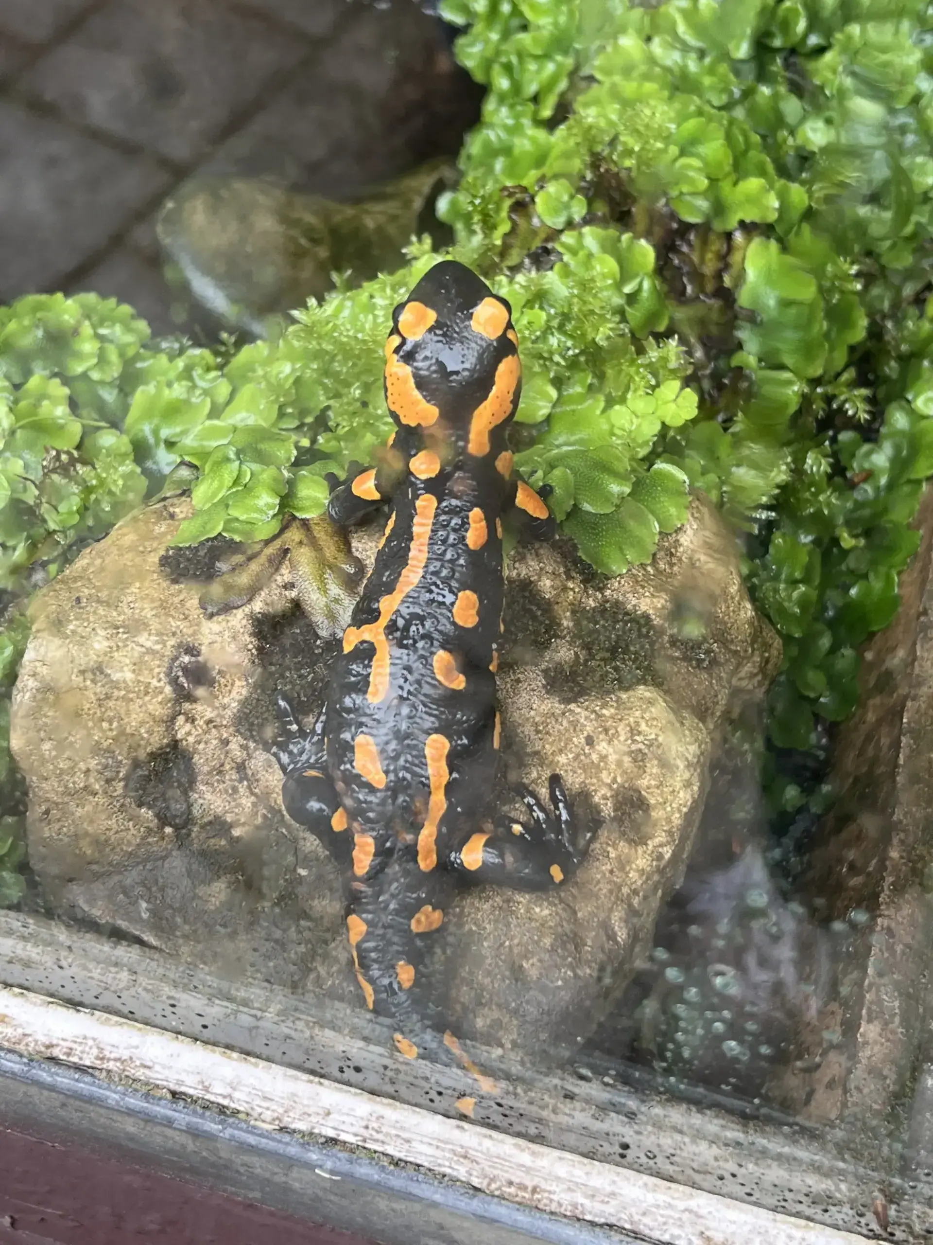 Das Freiland-Aquarium Stein öffnet seine Tore zum großen Jubiläumssommerfest.