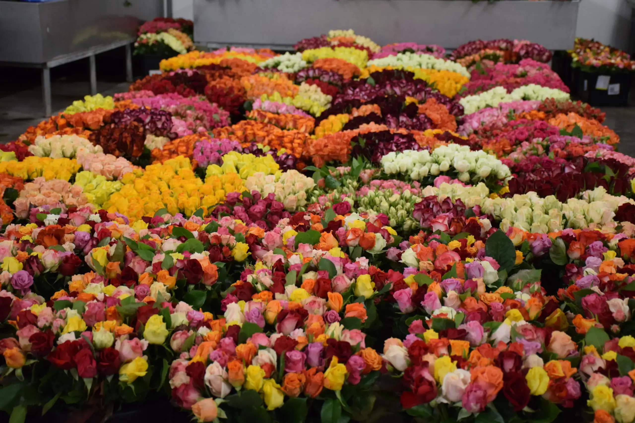 Rund 80 verschiedene Rosenarten kann man bei dem Unternehmen in Langenzenn kaufen. Foto: Fürth Aktuell