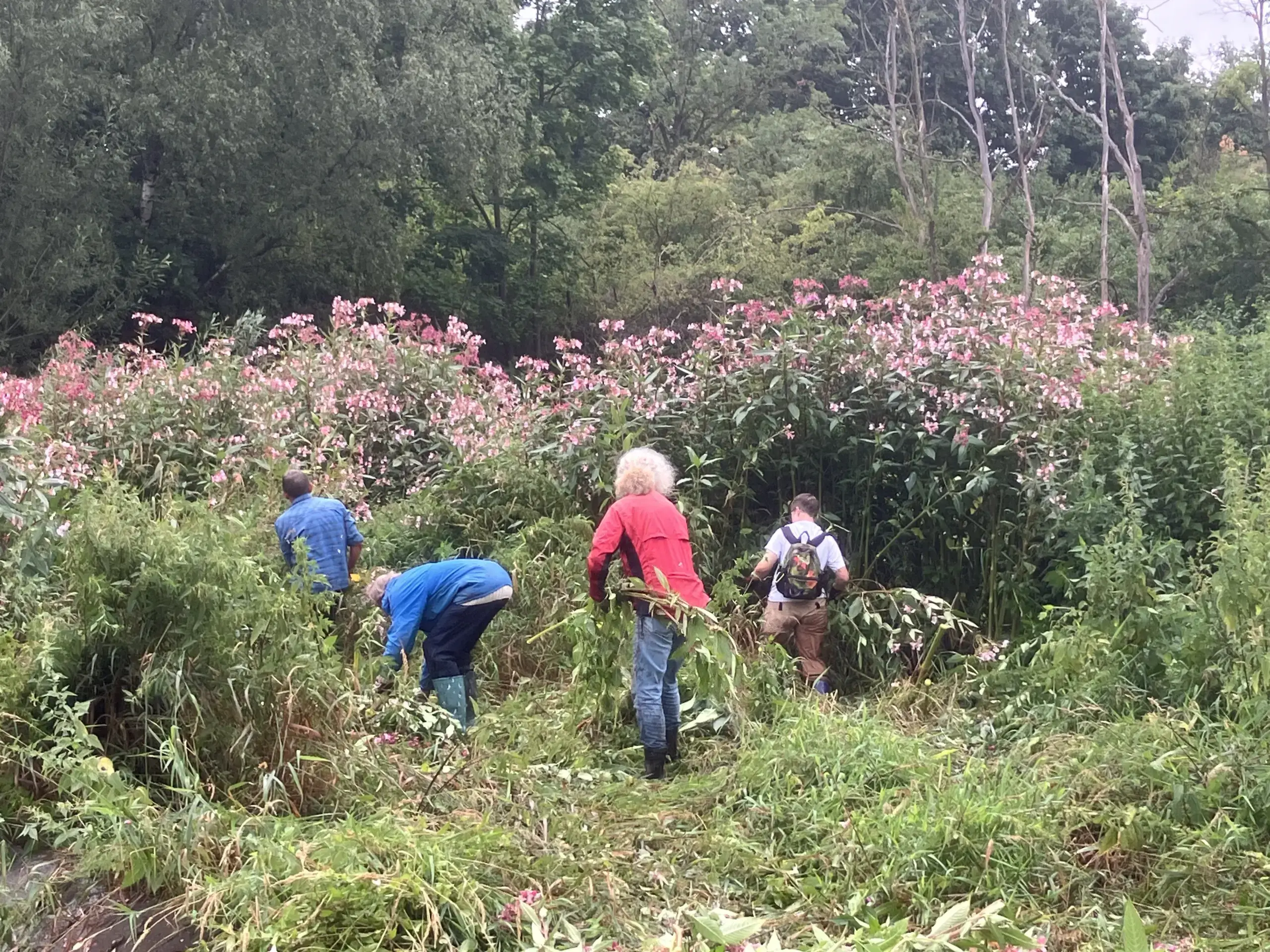 Mitglieder des BUND Naturschutz bei der Entfernung invasiver Pflanzen im Biberbiotop im Farrnbachtal. Foto: BN Fürth